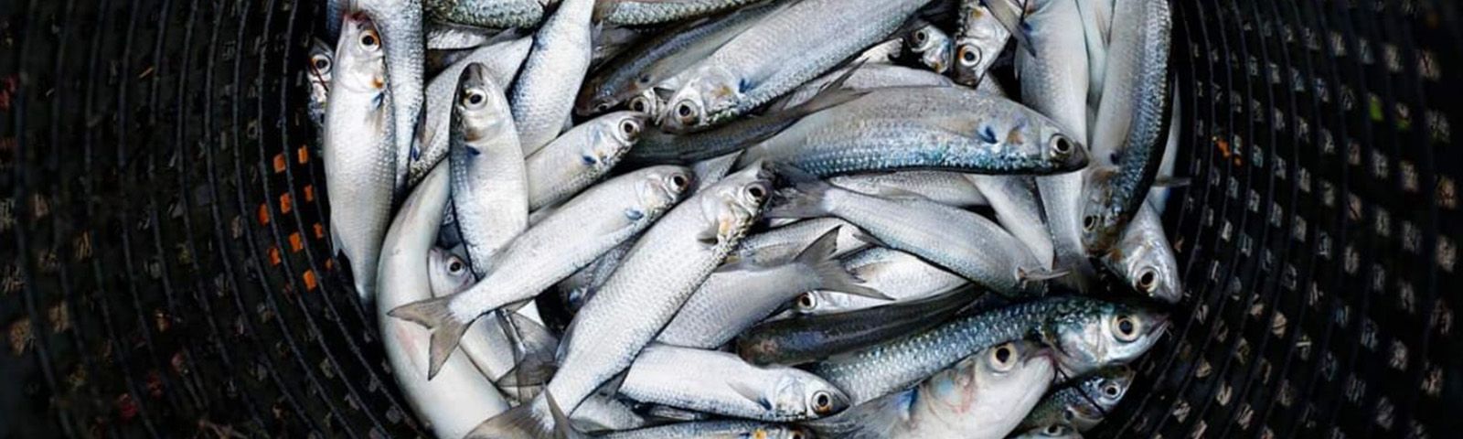 Peces